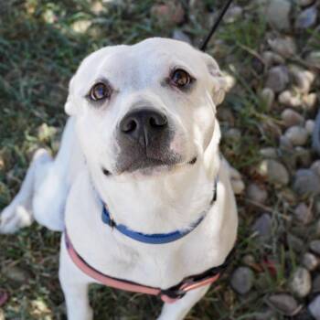 Nita -  American Staffordshire Terrier Dog for Adoption in Pagosa Springs, Colorado - Nita | PetCurious