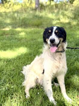 Dude- Transport -  Australian Shepherd and Great Pyrenees Dog for Adoption in Gradyville, Kentucky - Dude- Transport | PetCurious