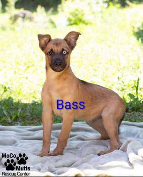 Bass & Bluegill -  Mixed Breed Dog for Adoption in Sunbright, Tennessee - Bass & Bluegill | PetCurious