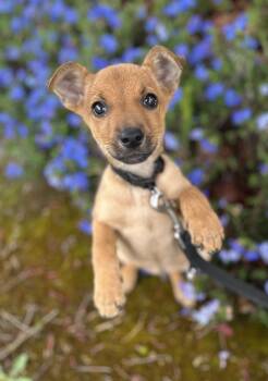 Chihuahua Dogs Available for Adoption in Portland, Oregon - Wolf | PetCurious