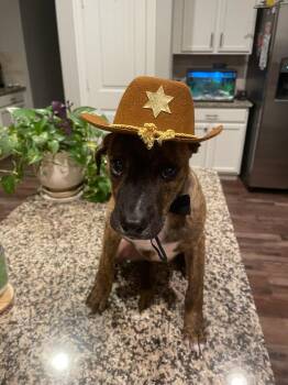 Rescue Jack Russell Terrier Dogs for Adoption in Plano, Texas - Wally | PetCurious