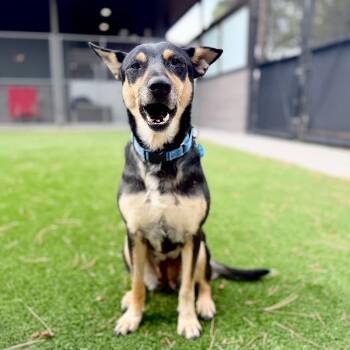 Mary -  Mixed Breed Dog for Adoption in Truckee, California - Mary | PetCurious