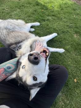Kanu -  Siberian Husky Dog for Adoption in Los Angeles, California - Kanu | PetCurious