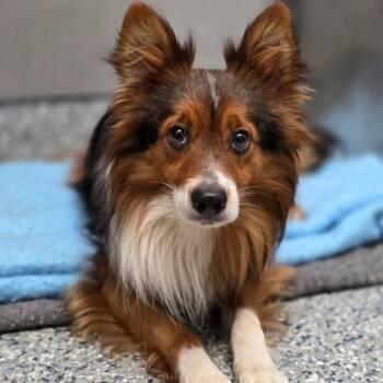 Ethan -  Shetland Sheepdog Sheltie Dog for Adoption in Dublin, Ohio - Ethan | PetCurious