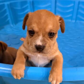 Liam -  Miniature Pinscher and Mixed Breed Dog Available for Adoption in Tupelo, Mississippi - Liam | PetCurious