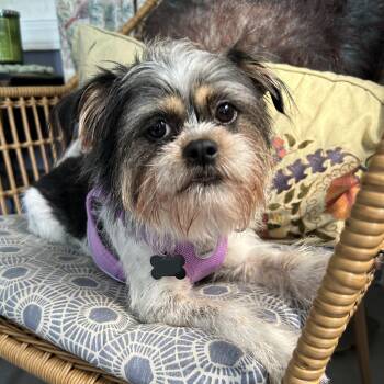 Stormy -  Shih Tzu and Chihuahua Dog for Adoption in Closter, New Jersey - Stormy | PetCurious