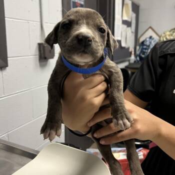 Mixed Breed Dogs Available for Adoption - Sprout | PetCurious