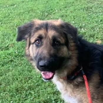 Mister Bear (20261012-01) -  Shepherd Dog for Adoption in Niagara Falls, Ontario - Mister Bear (20261012-01) | PetCurious