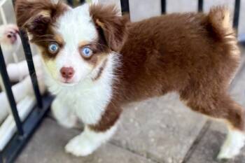 Tinkerbell -  Australian Shepherd Dog for Adoption in Wolcott, Connecticut - Tinkerbell | PetCurious