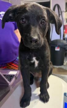 Reel $550 -  Mixed Breed Dog for Adoption in West Milwaukee, Wisconsin - Reel $550 | PetCurious