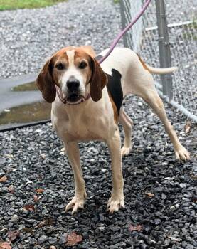 Archie -  Hound Dog for Adoption in Lovingston, Virginia - Archie | PetCurious