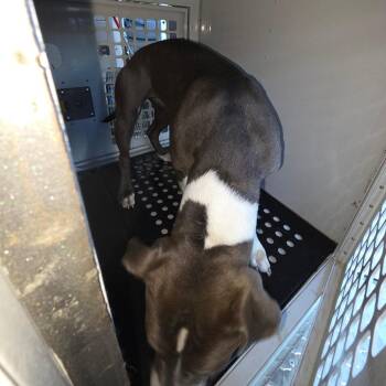 Mixed Breed Dogs Available for Adoption in Columbus, Georgia - 05/15/2026-Stray-FlatRockRoad_2 | PetCurious