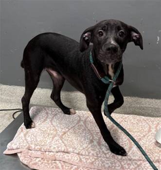LUIGI -  Labrador Retriever and Mixed Breed Dog Available for Adoption in Tallahassee, Florida - LUIGI | PetCurious