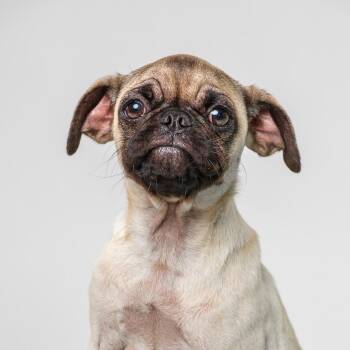 Janet -  Pug Dog for Adoption in Palm Springs, California - Janet | PetCurious