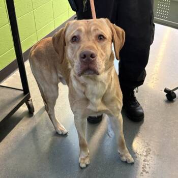Labrador Retriever Dogs Available for Adoption in Lawrenceville, Georgia - Ic-2c Lando | PetCurious