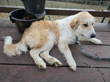 Great Pyrenees Dogs Available for Adoption - Ruby Rae DFW | PetCurious