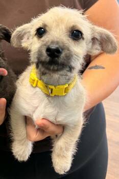Ken -  Terrier and Shih Tzu Dog for Adoption in Southlake, Texas - Ken | PetCurious