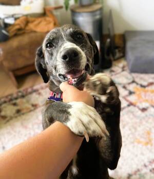 Bluebonnett -  Plott Hound and Catahoula Leopard Dog Dog for Adoption in Austin, Texas - Bluebonnett | PetCurious
