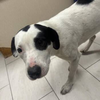 Mixed Breed Dogs Available for Adoption in Lufkin, Texas - Cammi | PetCurious