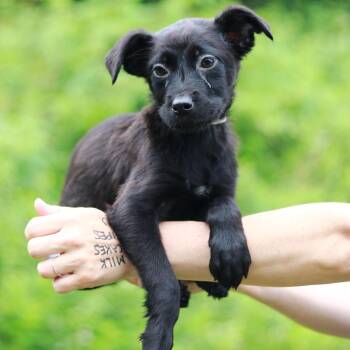 CT Busch -  German Shepherd Dog and Labrador Retriever Dog for Adoption in Stormville, New York - CT Busch | PetCurious