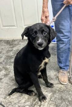 Jetta -  Black Labrador Retriever and Terrier Dog for Adoption in Scottsburg, Indiana - Jetta | PetCurious