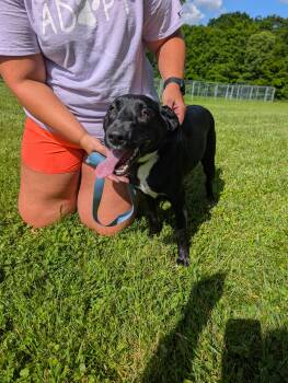 Fern -  Labrador Retriever Dog for Adoption in Somerset, Pennsylvania - Fern | PetCurious
