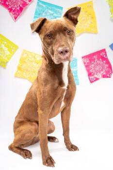 Boots -  Mixed Breed Dog for Adoption in Fort Worth, Texas - Boots | PetCurious