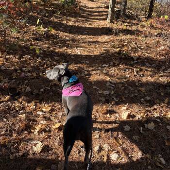 Rescue Pit Bull Terrier Dogs for Adoption in Boston, Massachusetts - Corley | PetCurious