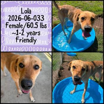 2026-06-033 *Lola* -  Labrador Retriever Dog for Adoption in Winder, Georgia - 2026-06-033 *Lola* | PetCurious