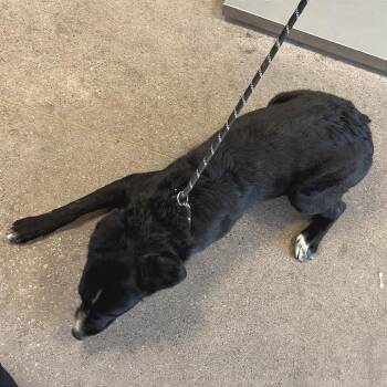 Mixed Breed Dogs Available for Adoption - Gigi | PetCurious