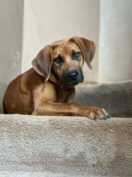Archie -  Redbone Coonhound and Beagle Dog for Adoption in Lakeville, Minnesota - Archie | PetCurious