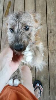 Corgi and Cairn Terrier Dogs Available for Adoption - Valentino | PetCurious