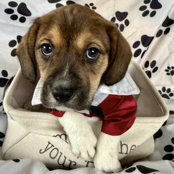 Beagle Dogs Available for Adoption - Nemo 22374 | PetCurious