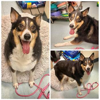 Mollie -  Australian Shepherd Dog for Adoption in Dublin, Virginia - Mollie | PetCurious
