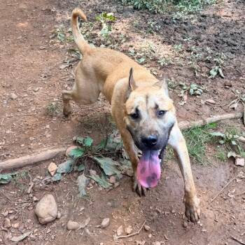 Stick -  Shepherd and Mixed Breed Dog for Adoption in Rocky Mount, Virginia - Stick | PetCurious