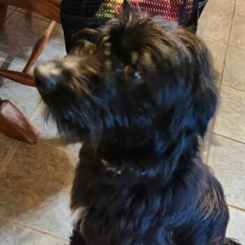 Olive -  Poodle and Black Labrador Retriever Dog for Adoption in Kansas City, Missouri - Olive | PetCurious