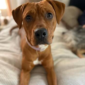 Rescue Pit Bull Terrier Dogs for Adoption in Wadena, Minnesota - Butterscotch | PetCurious