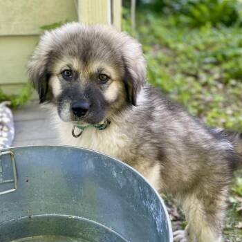 Great Pyrenees and German Shepherd Dog Dogs Available for Adoption in Fayetteville, Georgia - Peregrin Took | PetCurious