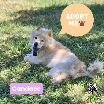 Rescue Chow Chow Dogs for Adoption in Houston, Texas - Candace | PetCurious