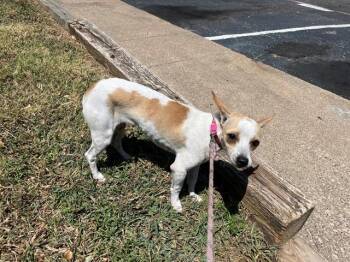 NINA -  Chihuahua Dog for Adoption in Rowlett, Texas - NINA | PetCurious