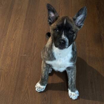 Husky Dogs Available for Adoption in Collingswood, New Jersey - Fiona | PetCurious