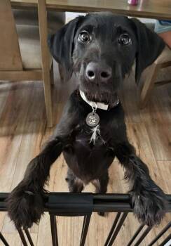 Herbert -  Terrier Dog for Adoption - Herbert | PetCurious