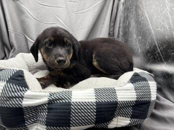 A121935 -  Labrador Retriever and Mixed Breed Dog for Adoption in Grovetown, Georgia - A121935 | PetCurious