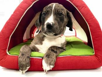 Harrier and Mixed Breed Dogs Available for Adoption in Fort Lauderdale, Florida - DARCY | PetCurious