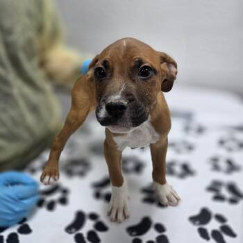 Chupacabra -  American Bulldog and English Bulldog Dog for Adoption in Incline Village, Nevada - Chupacabra | PetCurious