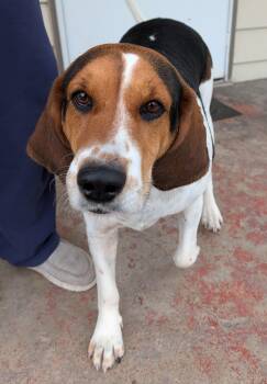 Abby - Courtey Listing - DO NOT Call the Shelter - Contact Info. -  Treeing Walker Coonhound Dog for Adoption in Butte, Montana - Abby - Courtey Listing - DO NOT Call The Shelter - Contact Info. | PetCurious