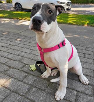 Dottie -  Pit Bull Terrier Dog for Adoption in Lodi, California - Dottie | PetCurious