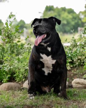 Dale -  Black Labrador Retriever Dog for Adoption in Woodbridge, Connecticut - Dale | PetCurious