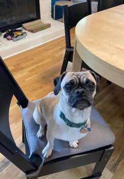 Blue -  Pug and Beagle Dog for Adoption in Columbus, Ohio - Blue | PetCurious