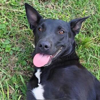 Athena -  Belgian Shepherd Malinois and Black Labrador Retriever Dog Available for Adoption in Rockdale, Texas - Athena | PetCurious